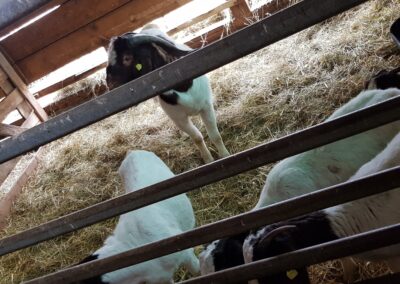 Animal handling facilities