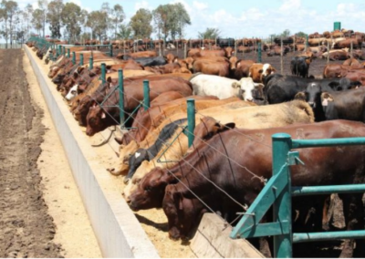 Bryssmart feedlot
